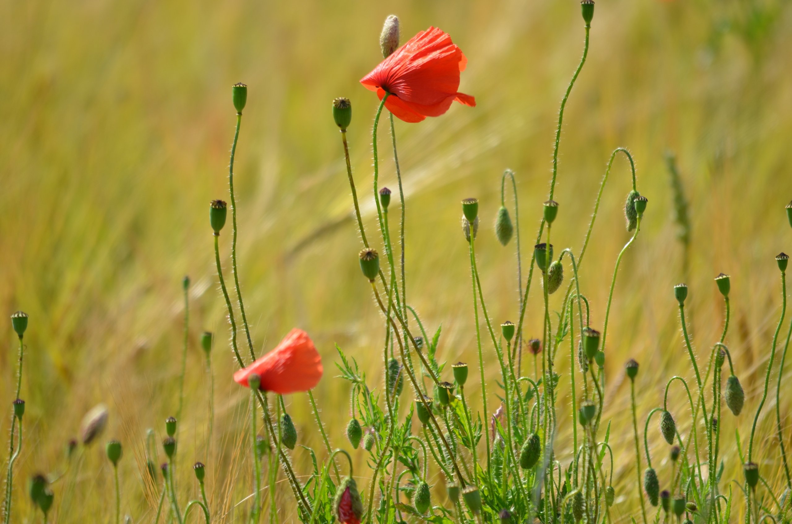 Wallpapers Nature Flowers belle des champs 