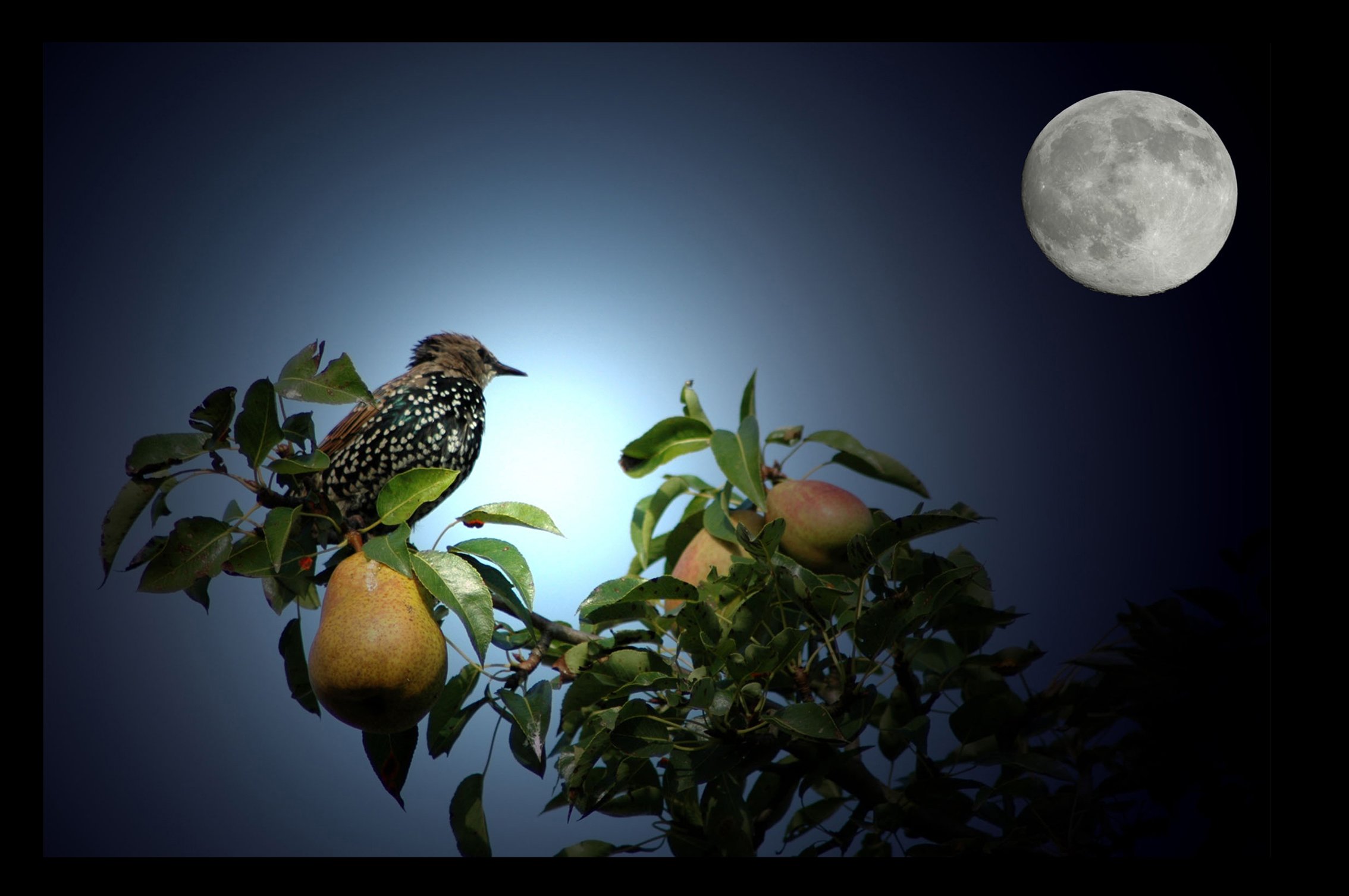 Fonds d'cran Animaux Oiseaux - Divers L'oiseau, la poire et la lune