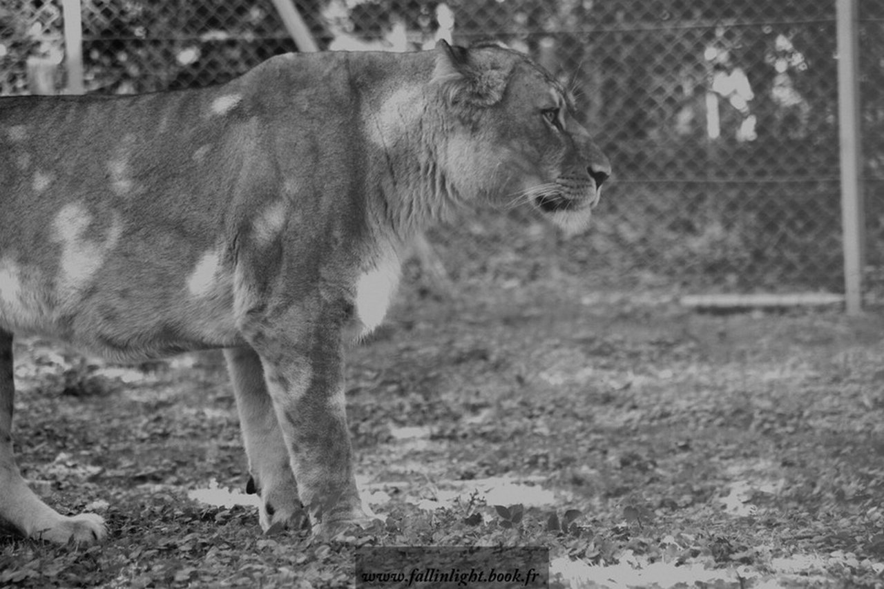 Fonds d'cran Animaux Flins - Lions 