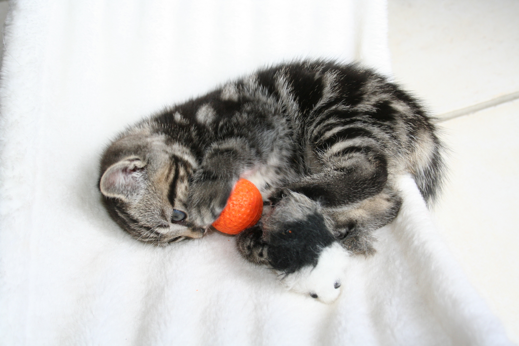 Fonds d'cran Animaux Chats - Chatons j adore jouer