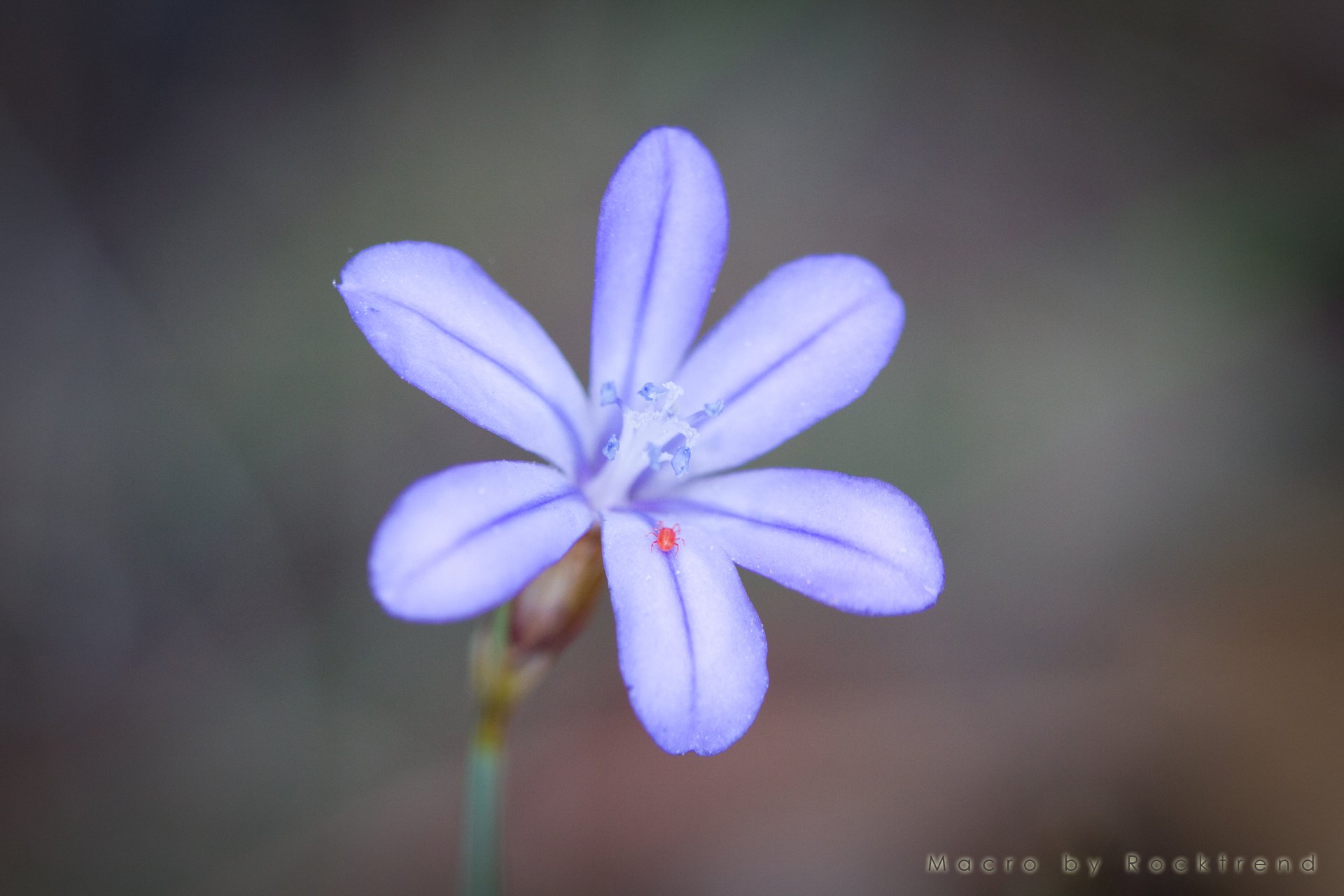 Wallpapers Nature Flowers Fleur bleu