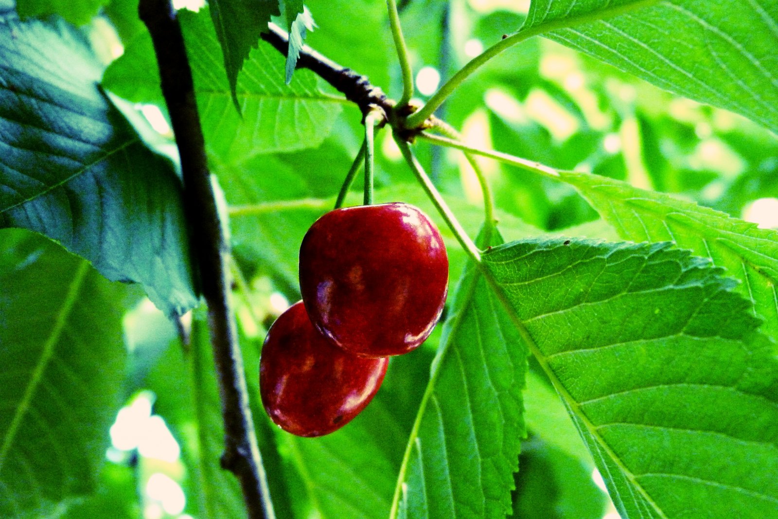 Wallpapers Nature Fruits C'est le temps des cerises.