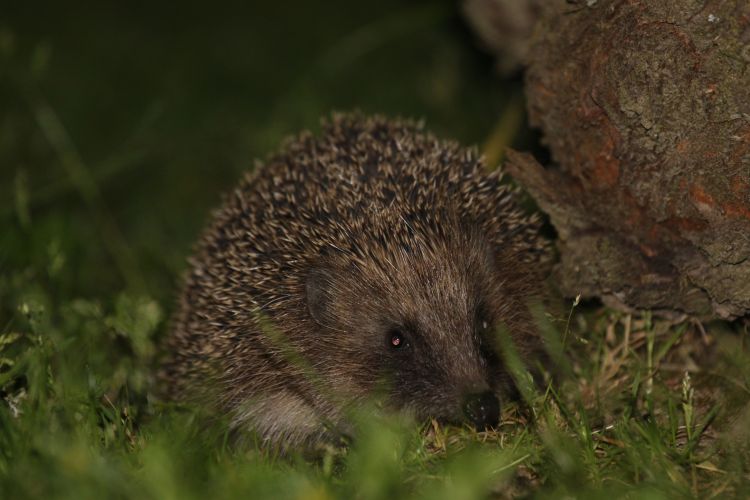 Wallpapers Animals Hedgehogs Vol de nuit