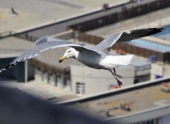  Animaux Image sans titre N303999