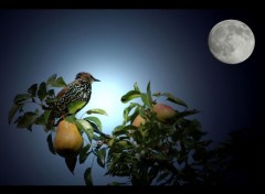  Animaux L'oiseau, la poire et la lune