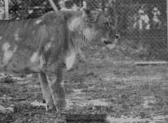  Animaux Image sans titre N304013