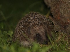  Animaux Vol de nuit