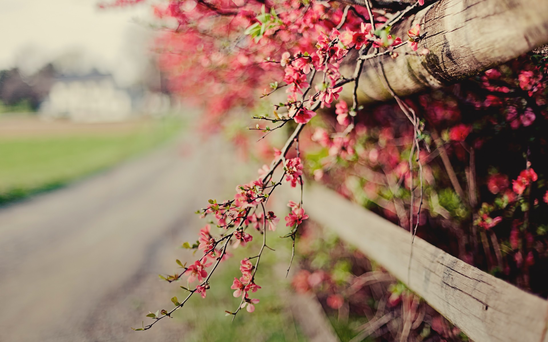 Fonds d'cran Nature Fleurs 