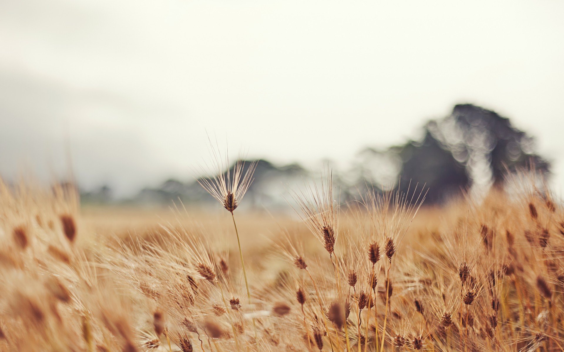 Fonds d'cran Nature Champs - Prairies 