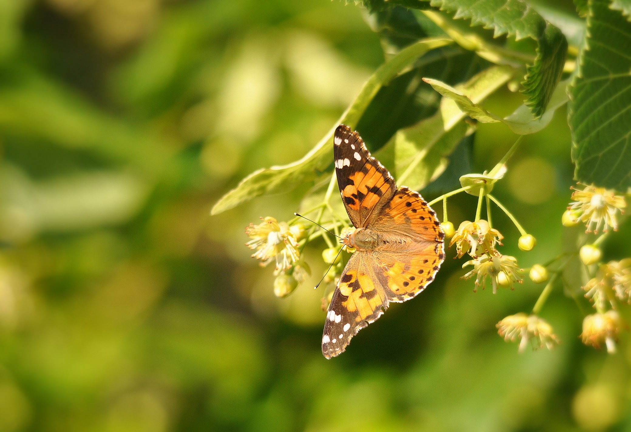 Wallpapers Animals Insects - Butterflies Papillon et Fleurs de Tilleul 