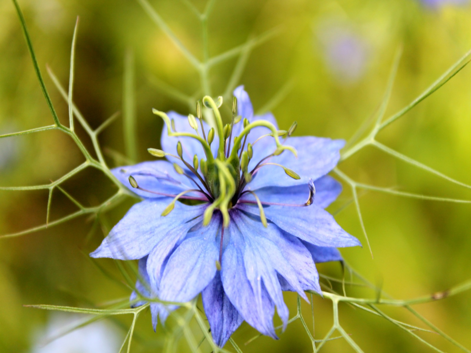 Fonds d'cran Nature Fleurs Fleur des champs...