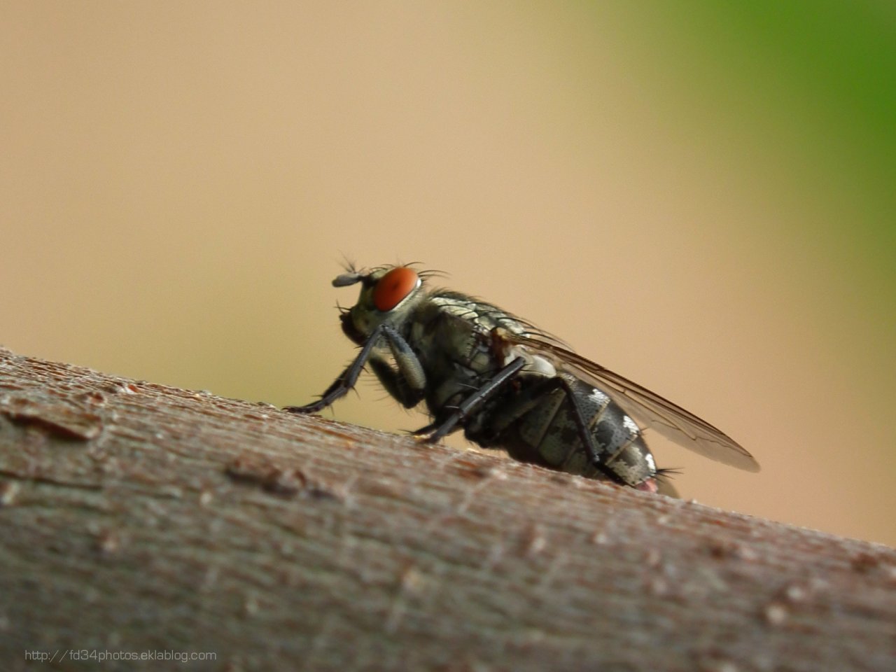 Wallpapers Animals Insects - Flies 