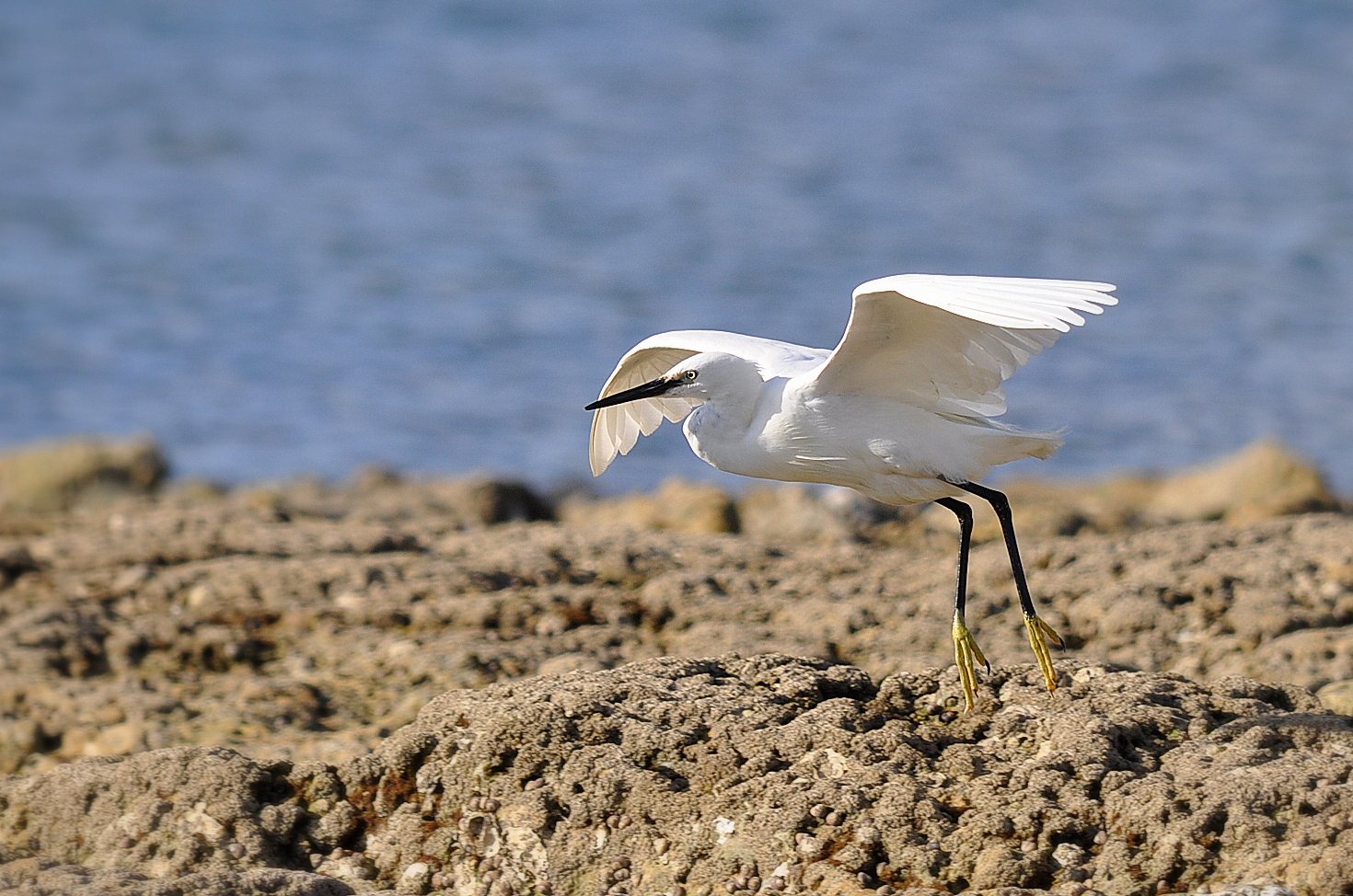 Wallpapers Animals Birds - Egrets Aigrette garzette