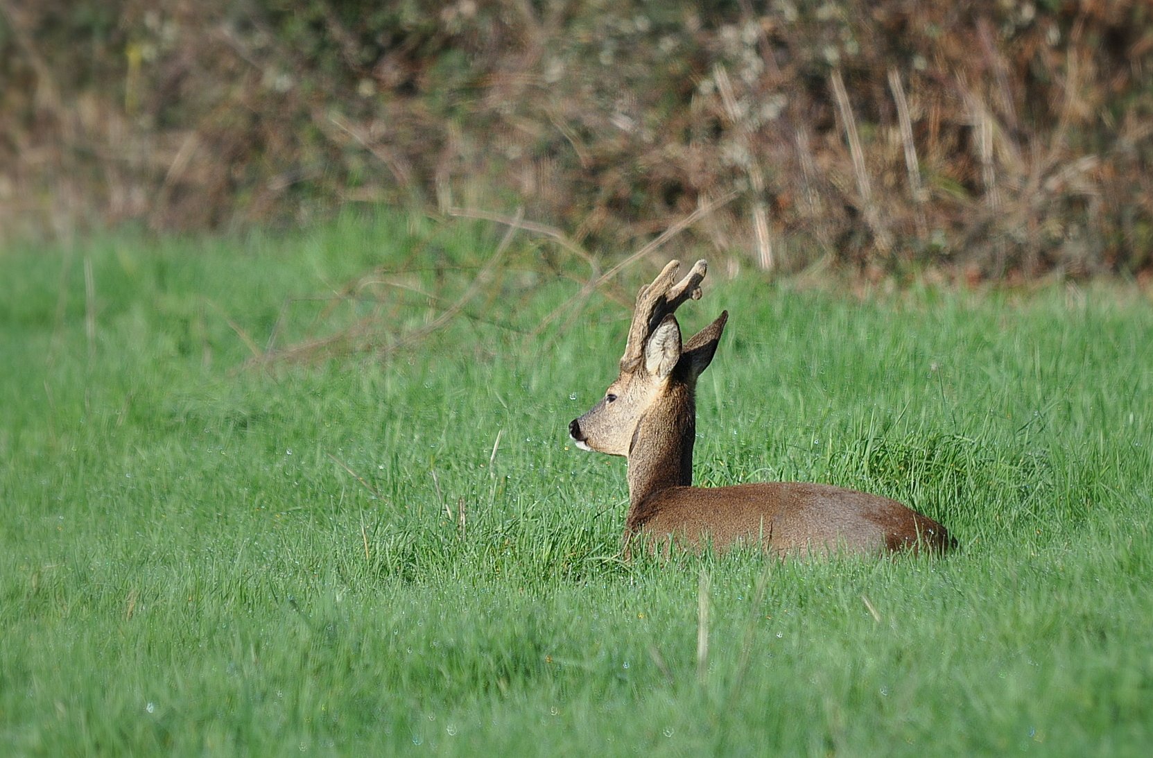 Wallpapers Animals Cervids Chevreuil 