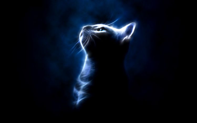 Wallpapers Digital Art Animals Cat in the light