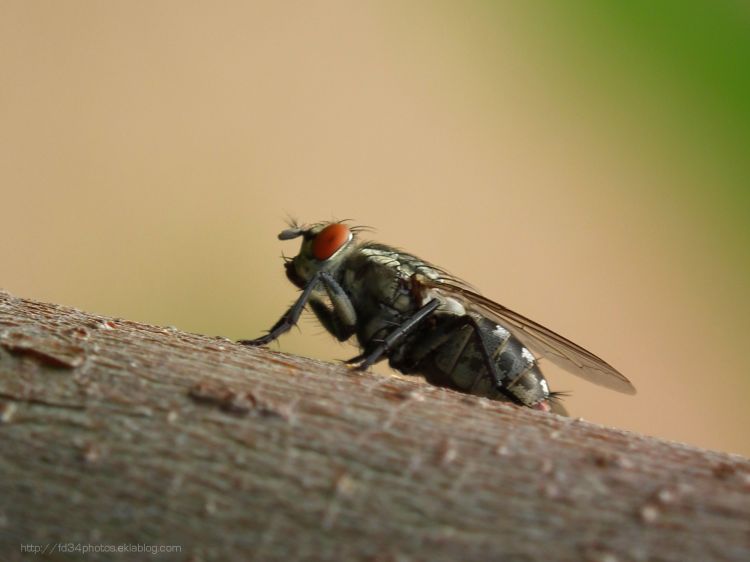 Wallpapers Animals Insects - Flies Wallpaper N304076