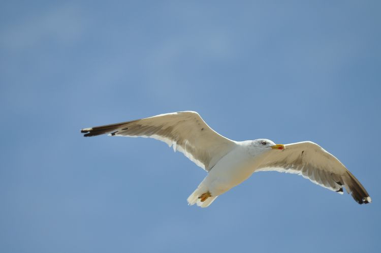 Wallpapers Animals Birds - Gulls Goland 