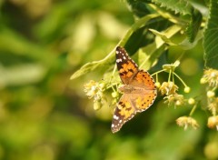  Animaux Papillon et Fleurs de Tilleul 