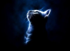 Art - Numrique Cat in the light