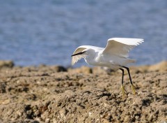  Animaux Aigrette garzette