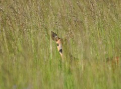  Animaux Cache - cache - Chevrette ...