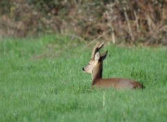  Animaux Chevreuil 