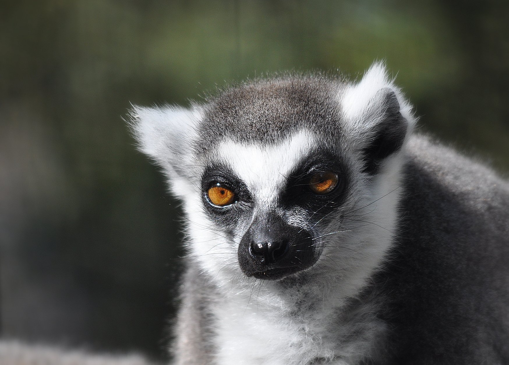 Wallpapers Animals Lemurs Lémurien portrait ...