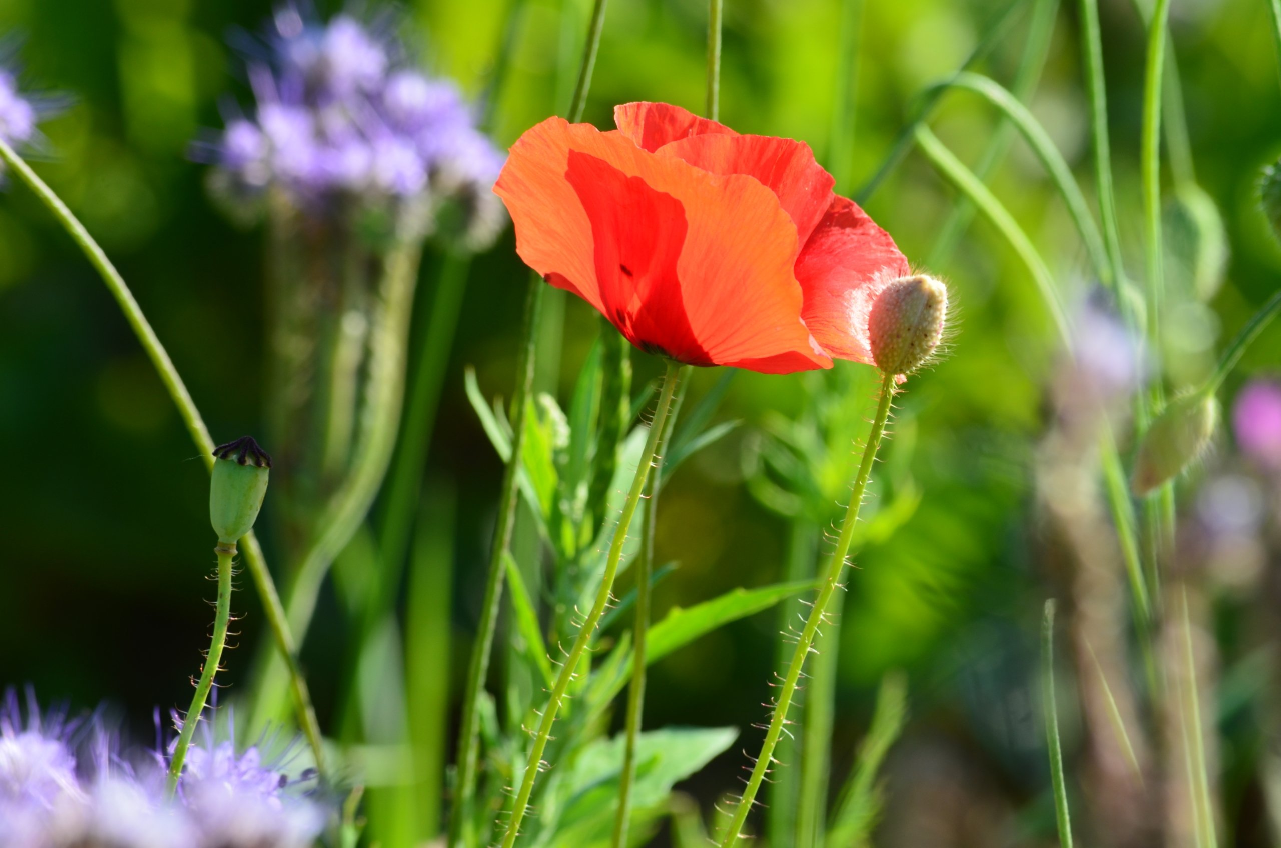 Wallpapers Nature Flowers 