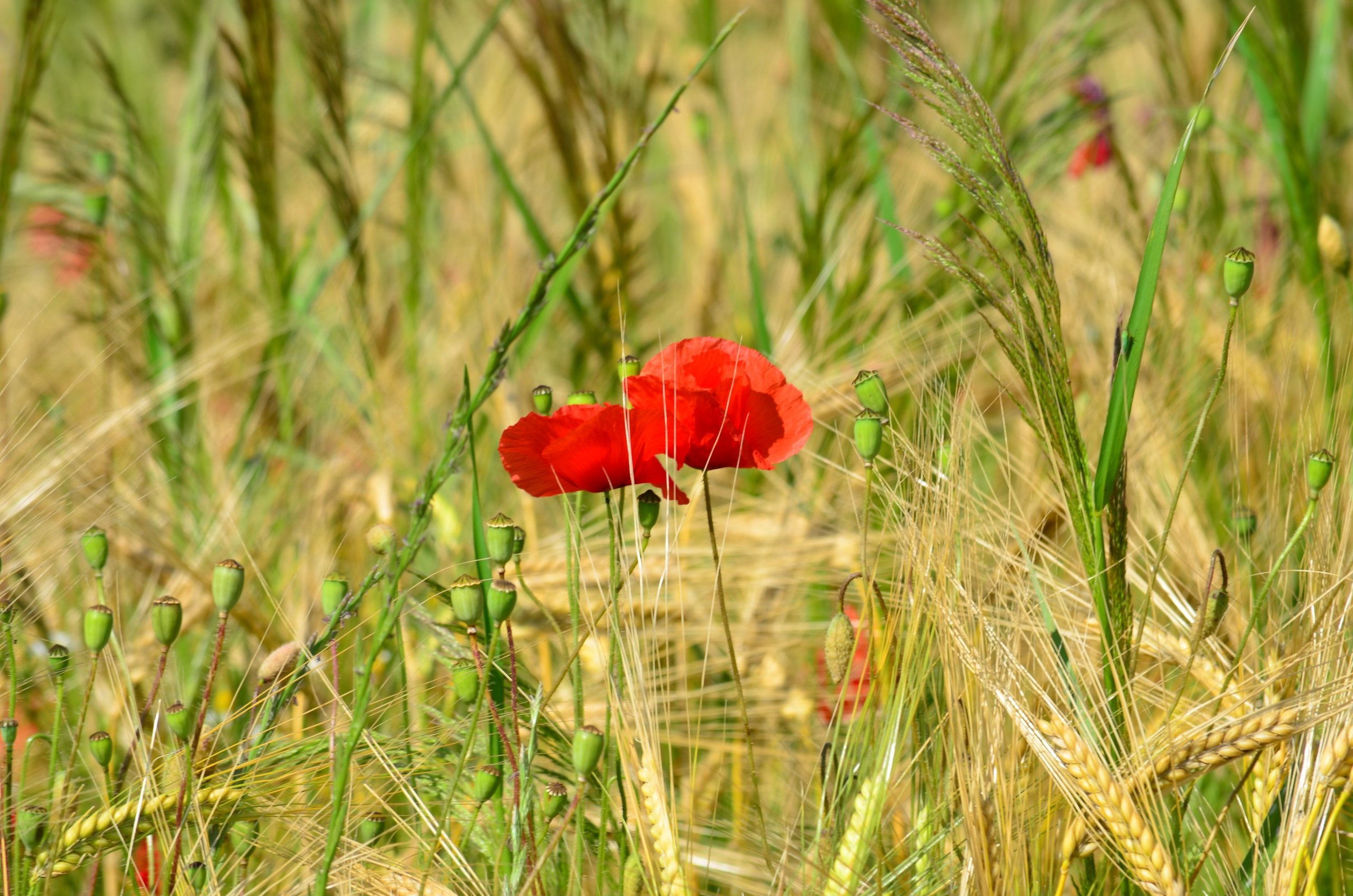 Wallpapers Nature Flowers 