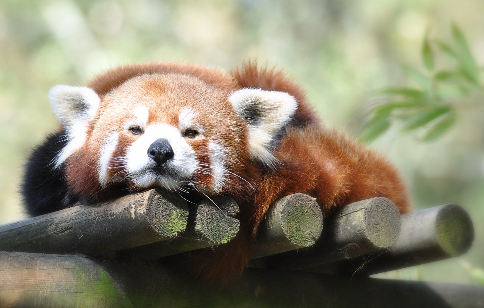 Fonds d'cran Animaux Pandas roux Panda roux en sieste ...