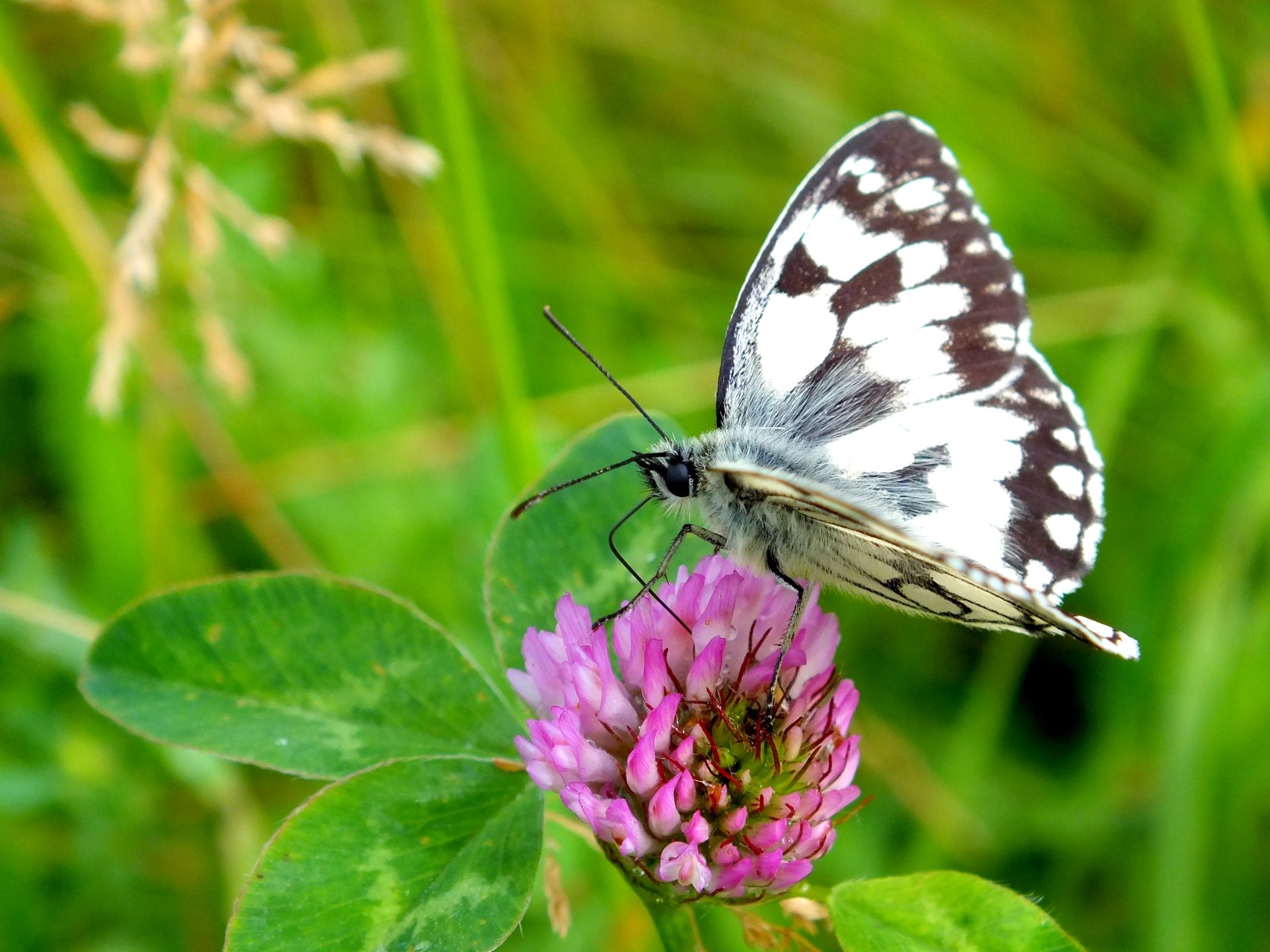 Fonds d'cran Animaux Insectes - Papillons Papillons .