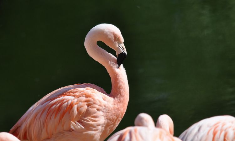 Wallpapers Animals Birds - Flamingos Flamands roses 