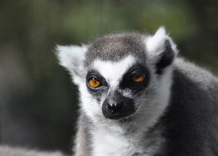 Wallpapers Animals Lemurs Lmurien portrait ...