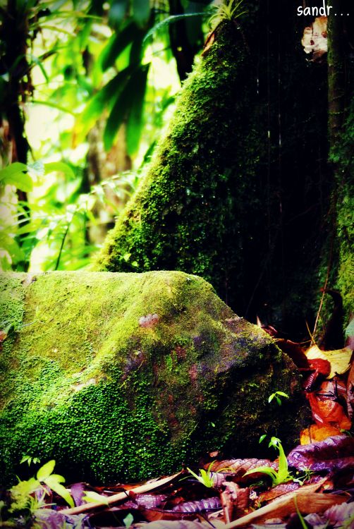 Wallpapers Nature Moss - Lichens green green