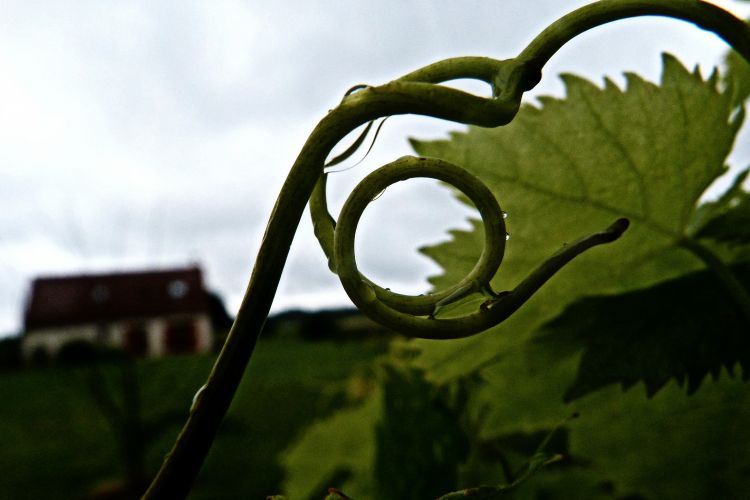 Fonds d'cran Nature Eau - Gouttes, rose Les vignes de mon Jardin.