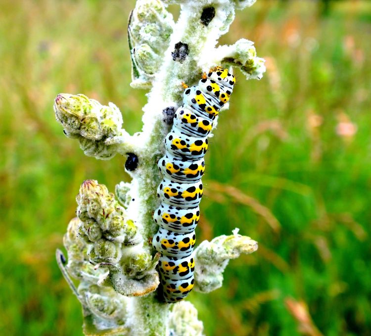 Fonds d'cran Animaux Insectes - Chenilles Chenilles