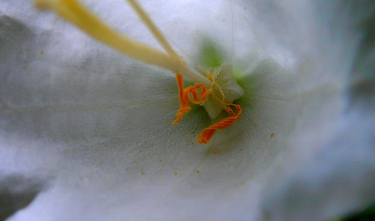 Fonds d'cran Nature Fleurs Coeur de fleur