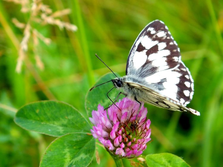 Fonds d'cran Animaux Insectes - Papillons Papillons .