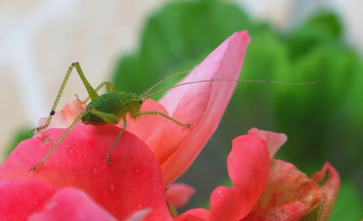 Fonds d'cran Animaux Insectes - Sauterelles et Criquets sauterelles