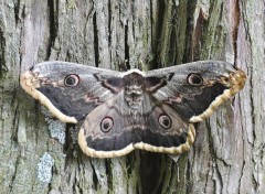  Animaux Sphinx