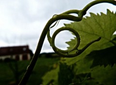  Nature Les vignes de mon Jardin.