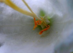  Nature Coeur de fleur