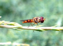  Animaux Guepes