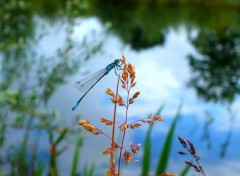  Animaux libellules 