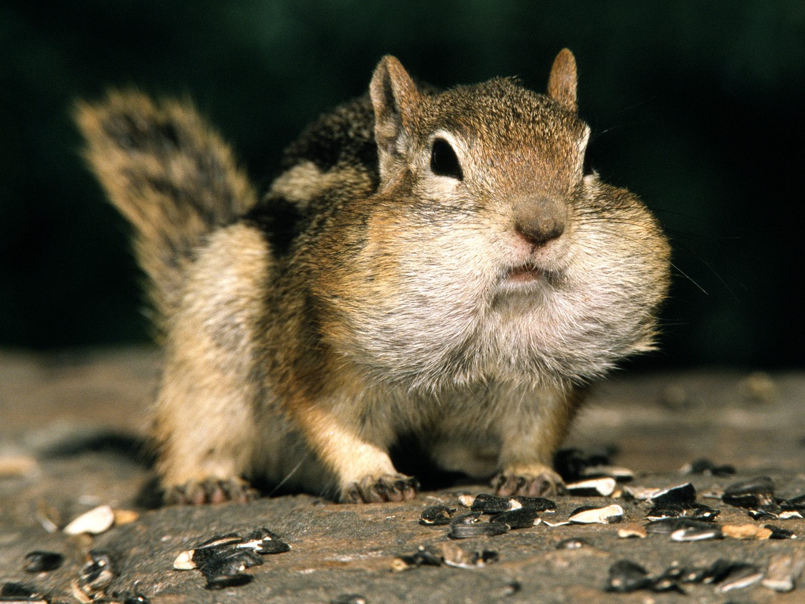 Wallpapers Animals Rodents - Misc 