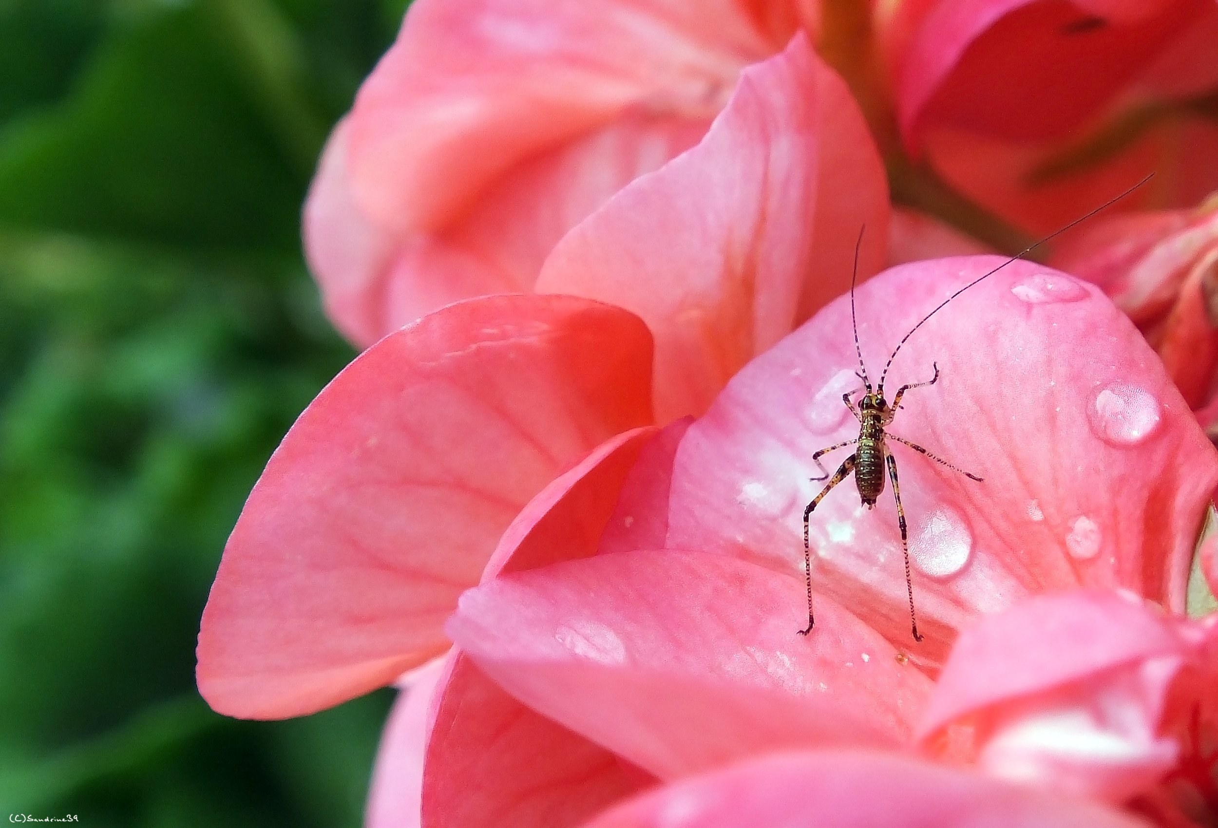 Wallpapers Animals Insects - Grasshoppers and Locusts Jiminy cricket ^^