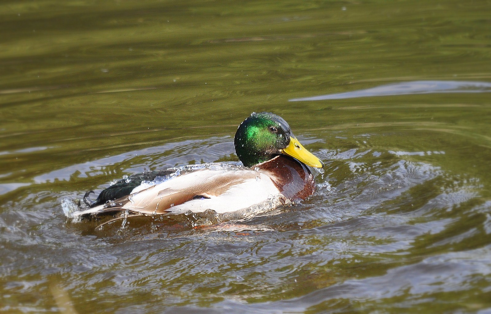 Wallpapers Animals Birds - Ducks Colvert au bain ...