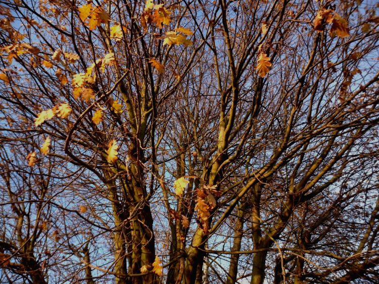 Fonds d'cran Nature Arbres - Forts arbres :)