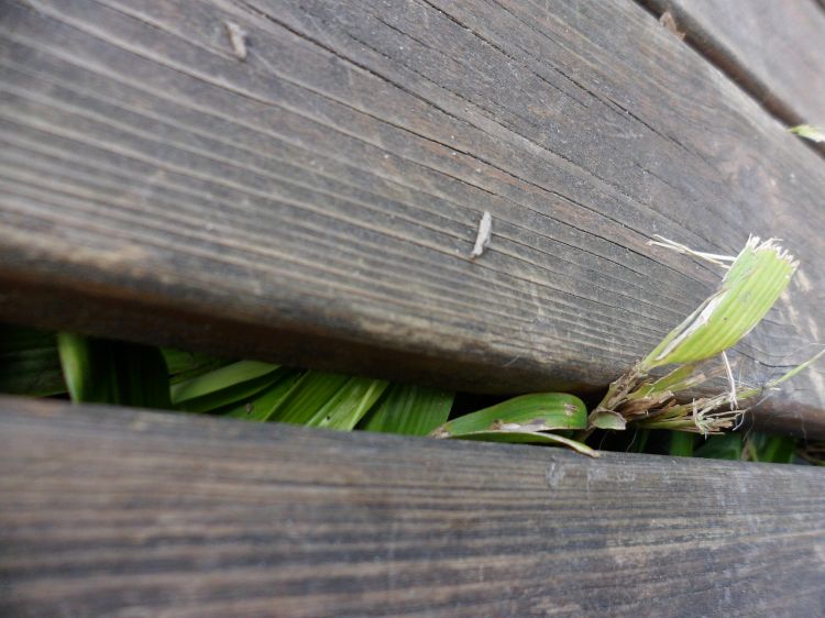 Fonds d'cran Nature Feuilles - Feuillages  vous de juger 