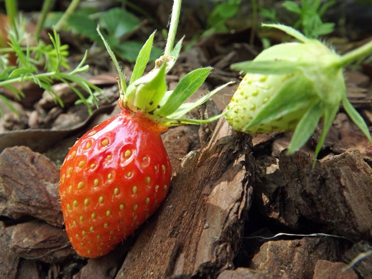 Wallpapers Nature Fruits la gariguette fraise